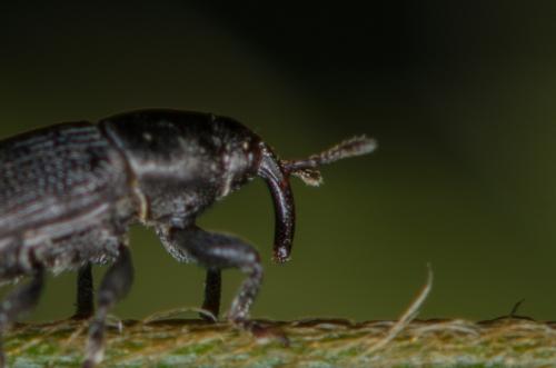 Réf. 259 668 : Mecinus pyraster